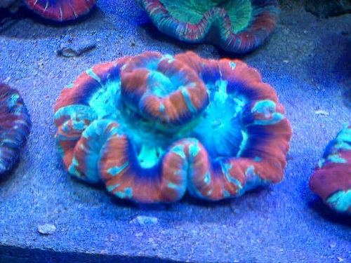 500+ Coral Pilihan Makassar in Stock Now Img_2010