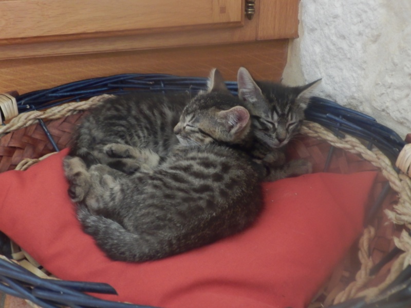 Aponi, chatonne tigrée née le 1er mai 2016 P6260910