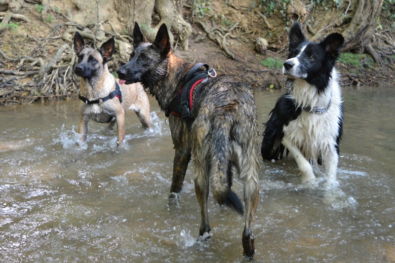 Jinka, Berger Hollandais, Plume la réunionnaise et Logan le BC - Page 8 Dsc_1110