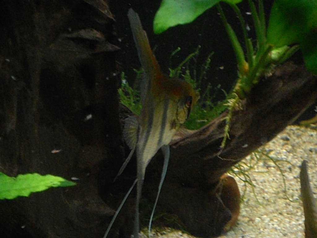 Pterophyllum scalare sp " Amapa " . - Page 10 P3020515