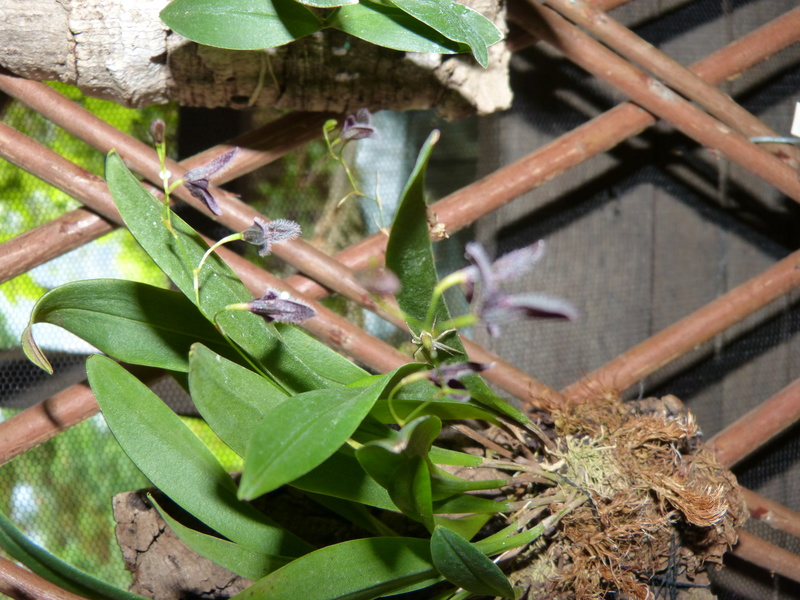 Pleurothallis flexuosa dark P1020424