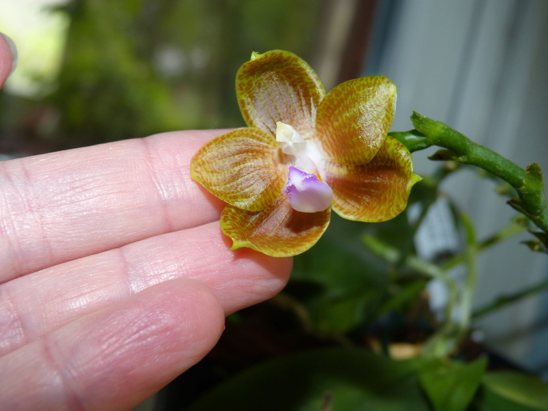 Phalaenopsis Java Sunshine P1020427