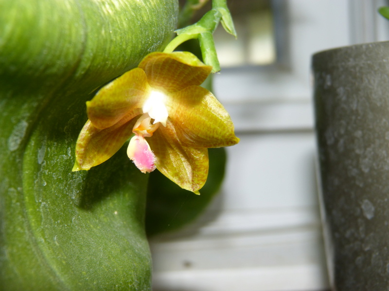 Phalaenopsis Java Sunshine P1020428