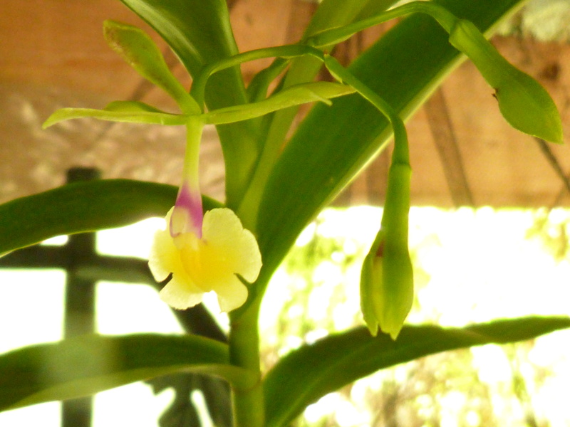 Epidendrum pseudepidendrum var album P1020516