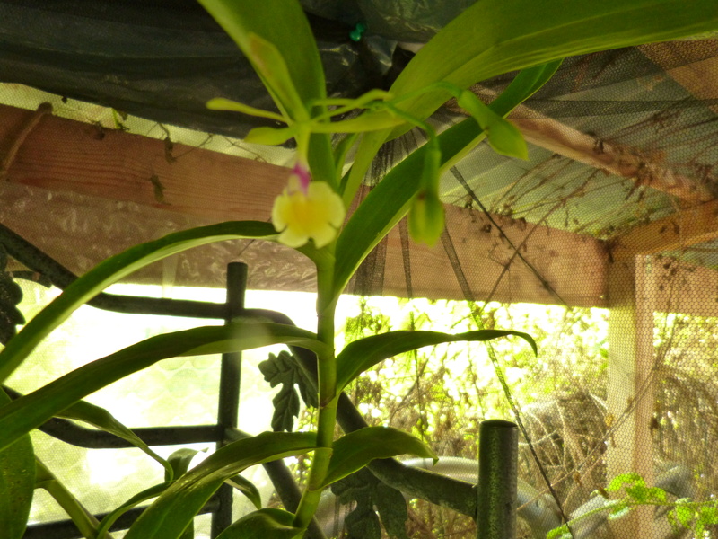Epidendrum pseudepidendrum var album P1020517