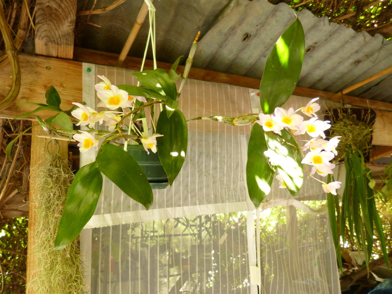 Dendrobium farmeri P1020518