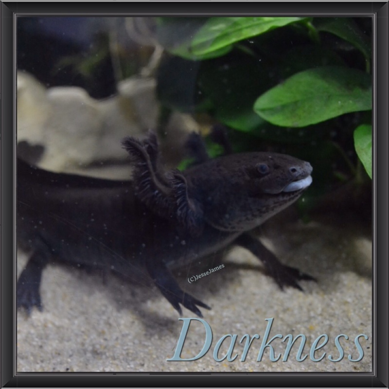 Mes Ambystoma Mexicanum  Image17