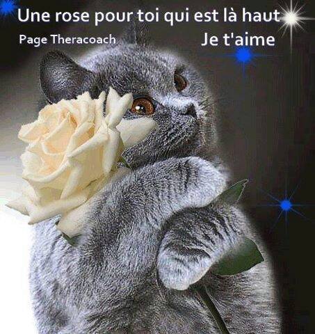 Bon Anniversaire Ma Puce Bon Anniversaire Ma Puce