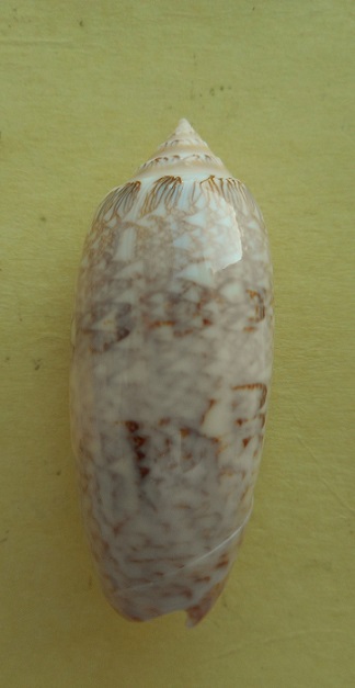 Americoliva bollingi (Clench, 1934) - Worms = OLiva nivosa bollingi (Clench, 1934) Dscn7813