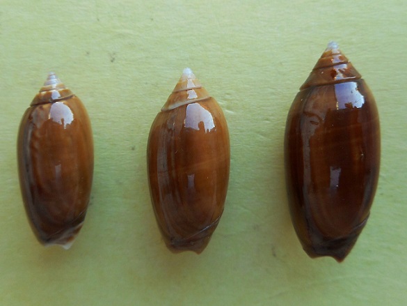Americoliva flammulata eridona (Duclos, 1845)  - Worms = Oliva flammulata Lamarck, 1811 Dscn7817