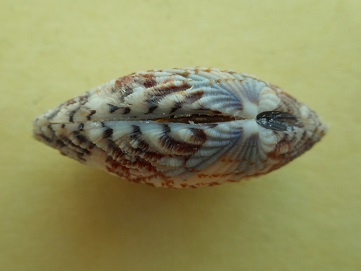 Gafrarium pectinatum (Linnaeus, 1758)  Dscn8216