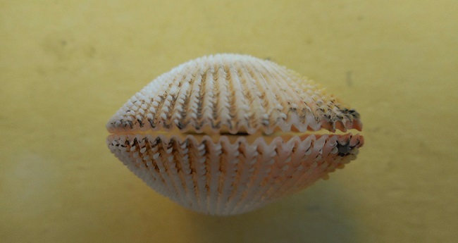 Cardiidae Trachycardiinae Dallocardia muricata - (Linnaeus, 1758)  Dscn8424