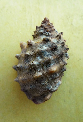 Patula - Plicopurpura patula (Linnaeus, 1758) Dscn8512