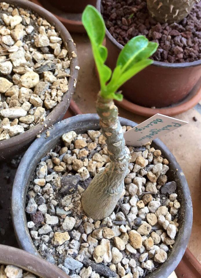 PACHYPODIUM decaryi - Page 3 13643810