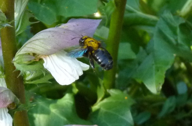 Xylocopa violacea - bourdon noir, abeille charpentière Abeill10