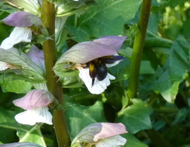 Xylocopa violacea - bourdon noir, abeille charpentière Abeill11