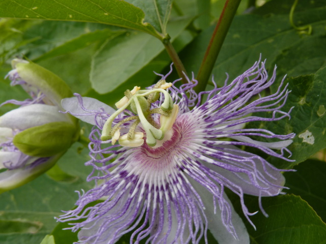  Passiflora incarnata- = Passiflora edulis var. kerii P1040514