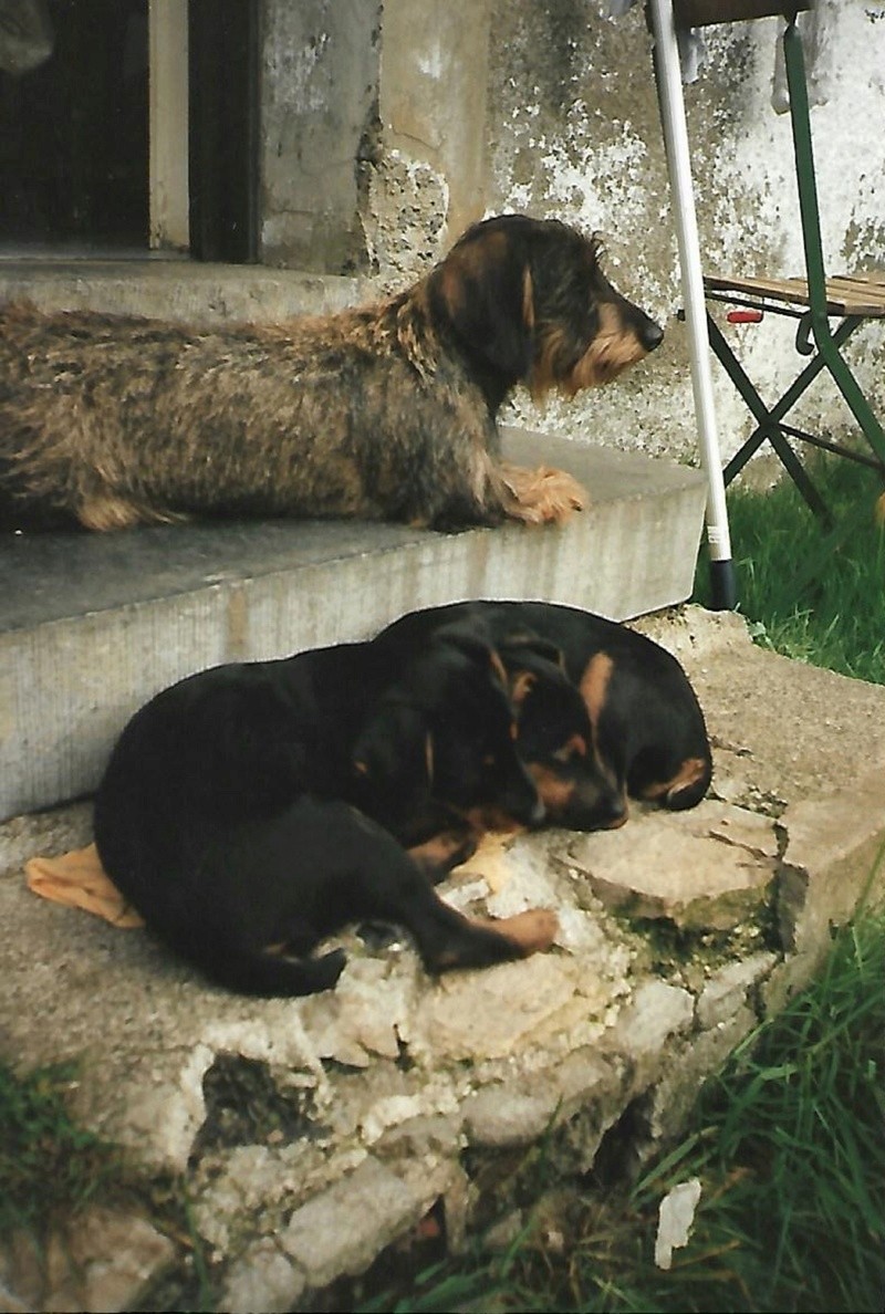 choix d un chien a sanglier Scan0017