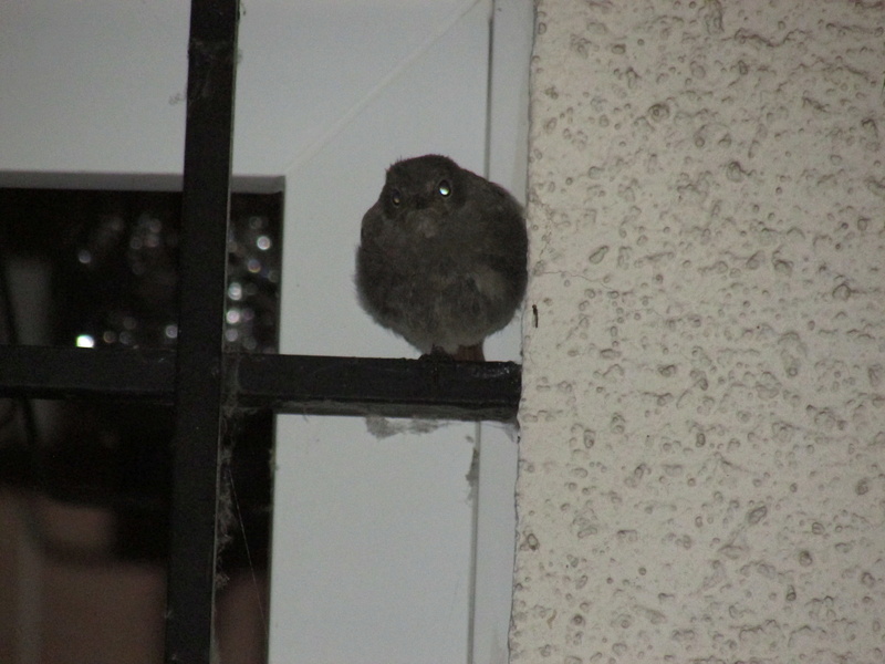 squatteur Img_7310