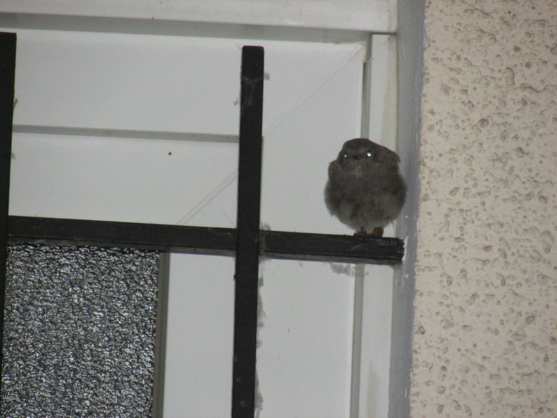 squatteur Img_7311