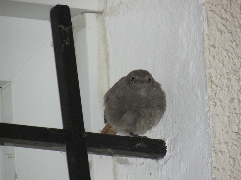 squatteur Img_7312