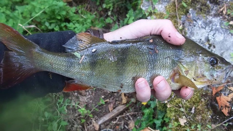 videodepeche - Prises de Juillet 2016 Perch210