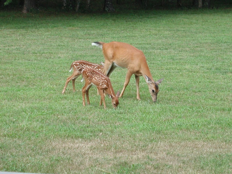A family affair Deer_010