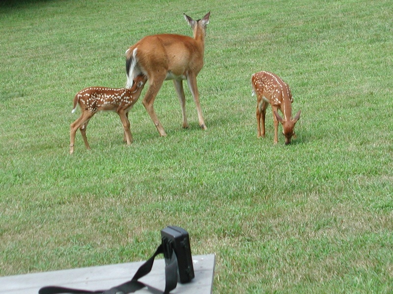 A family affair Deer_011