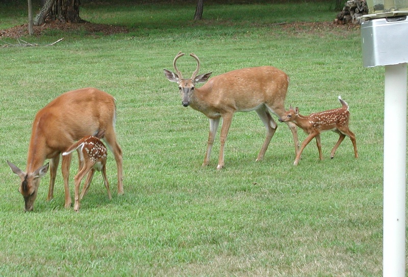 A family affair Deer_012