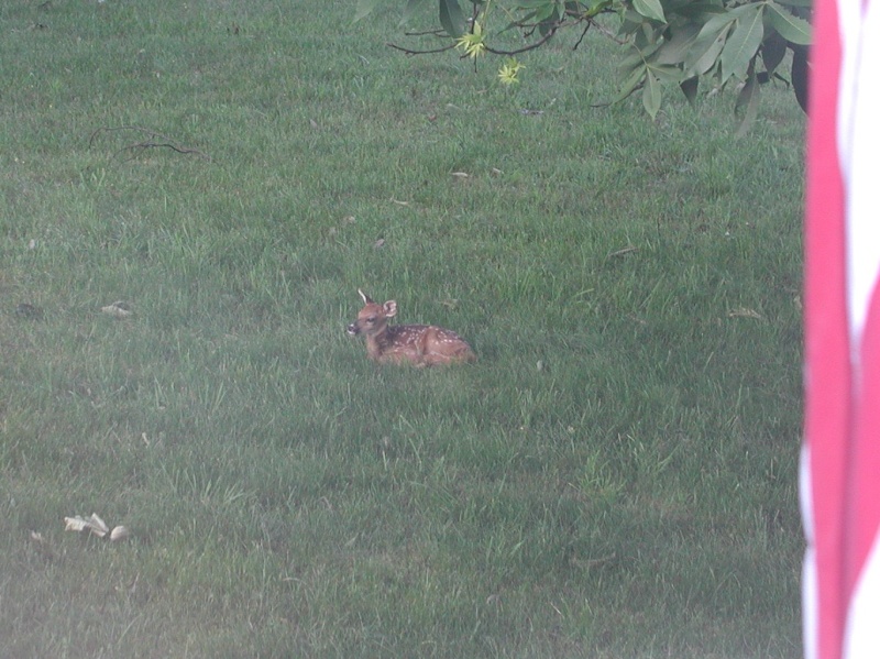 All over but the shouting........ Fawn_011