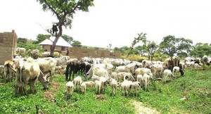 South-South And South-East Lawmakers Oppose Grazing Bill  Grazin10