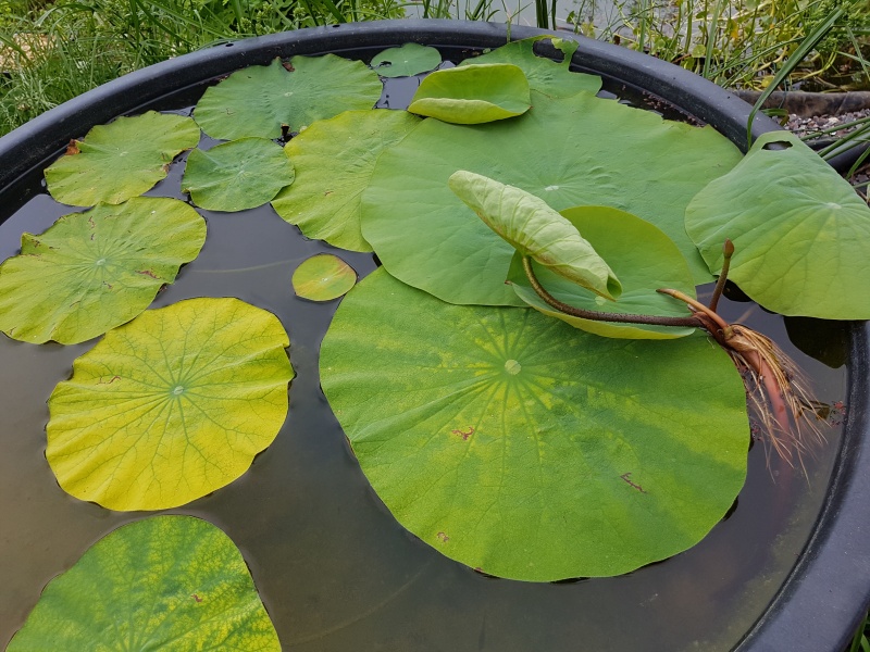 Mopliko et les Lotus du jardin de Nelumbo - Page 5 20160610