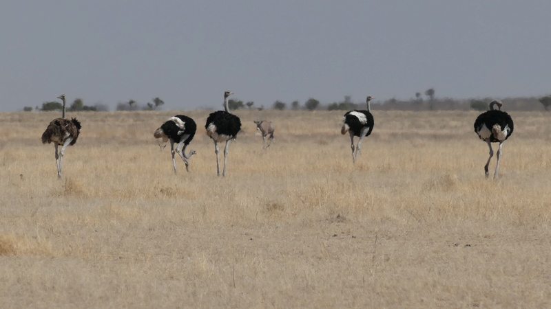 Namibie Août 2016 P1090614