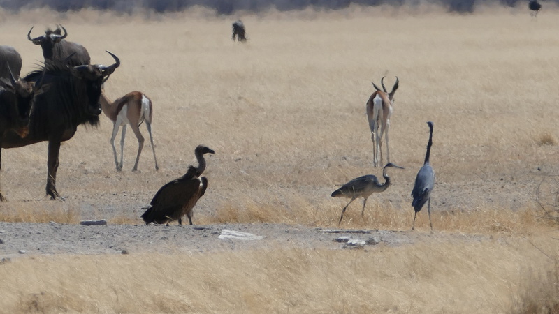 Namibie Août 2016 P1090618