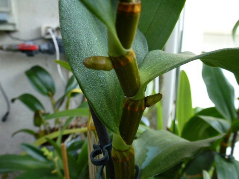 Evolution de Dendrobium thyrsiflorum  Dendro23