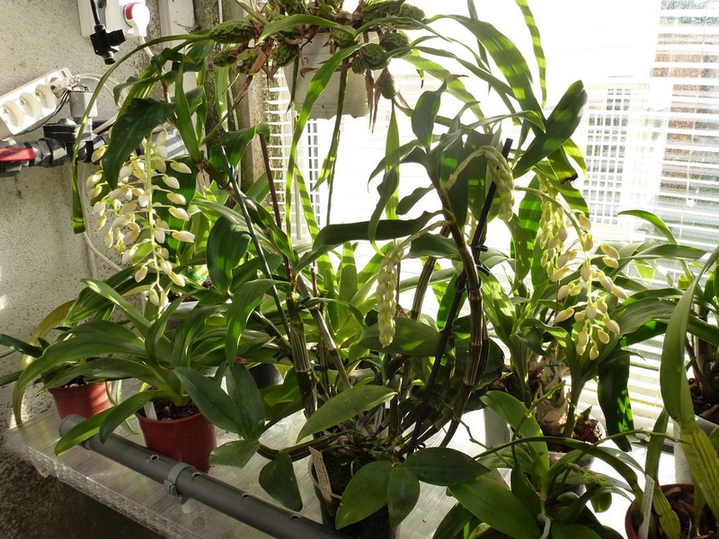 Dendrobium thyrsiflorum  Dendro25