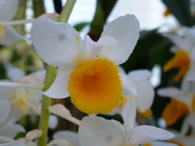 Dendrobium thyrsiflorum  Dendro29