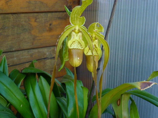 Phragmipedium Paul Eugène Conroy (wallisii x longifolium)  P1050922