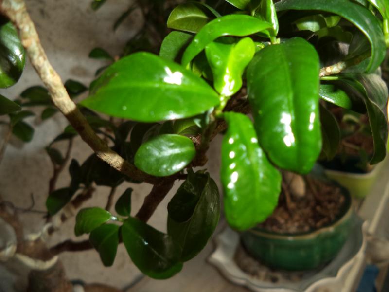 FICUS PROBLEMI FOGLIE... K800_d17