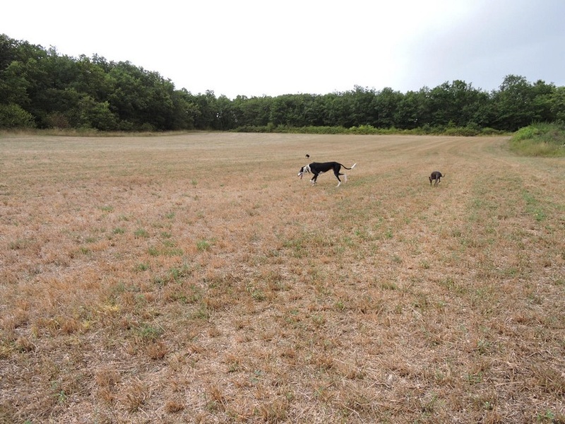 Careta grande galga noire et blanche, bientôt 6 ans.Scooby France  Adoptée  - Page 5 Dscn4911