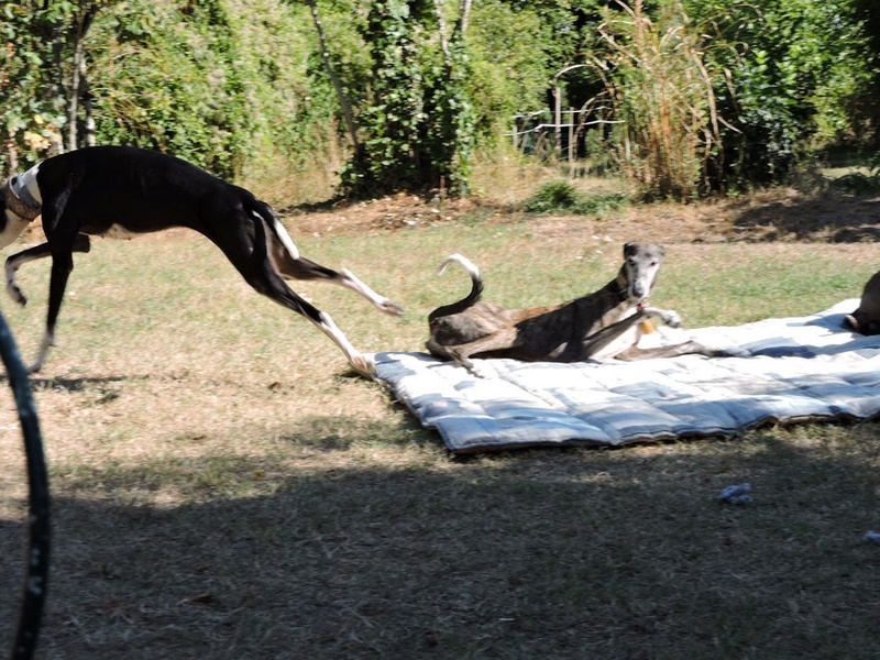 Careta grande galga noire et blanche, bientôt 6 ans.Scooby France  Adoptée  - Page 5 Dscn5015