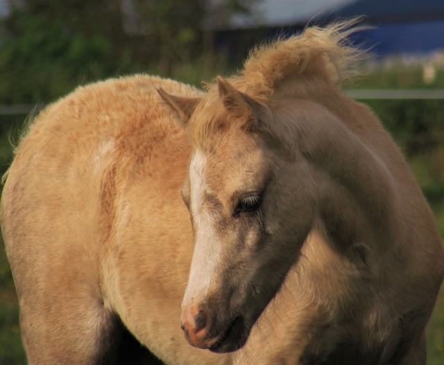 Gaouhette du Cardinal - Welsh B palomino 2016 - VENDUE Img_2615