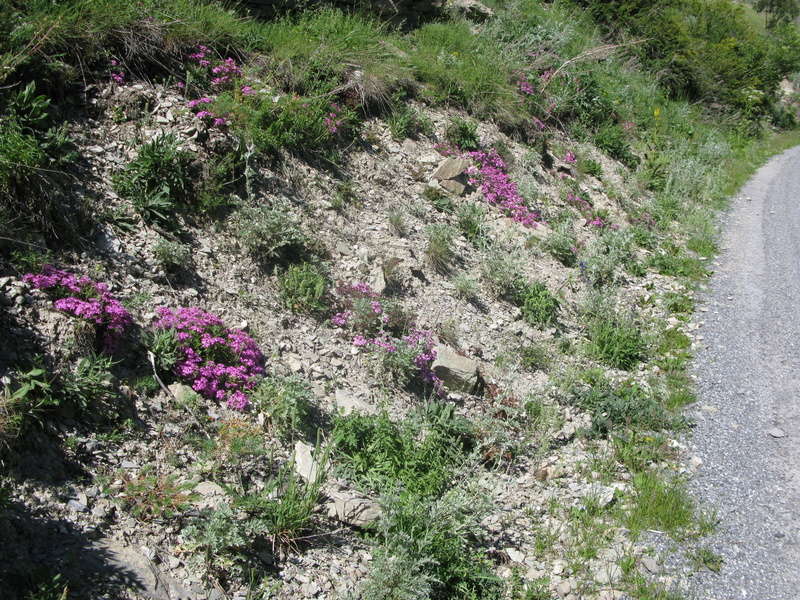 6 jours dans les Hautes Alpes - Page 2 Img_1619