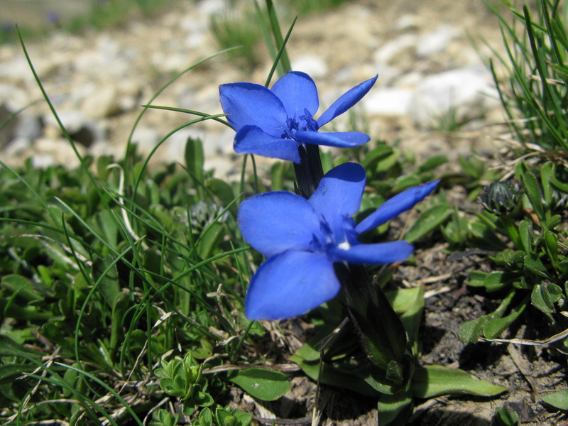 6 jours dans les Hautes Alpes  - Page 2 Img_1823