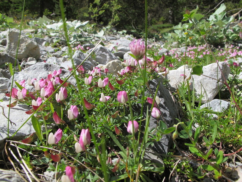 6 jours dans les Hautes Alpes  Img_7918