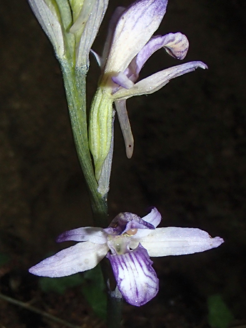 Limodorum abortivum Limodo13