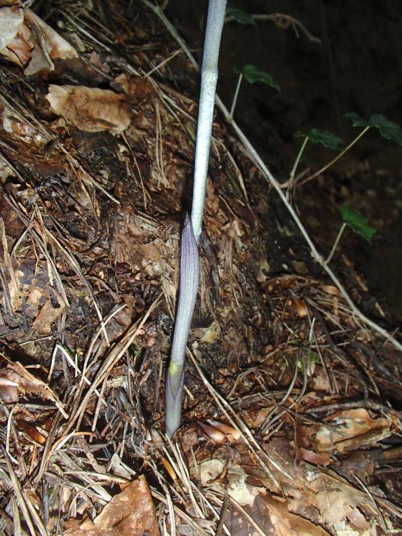 Limodorum abortivum Limodo14