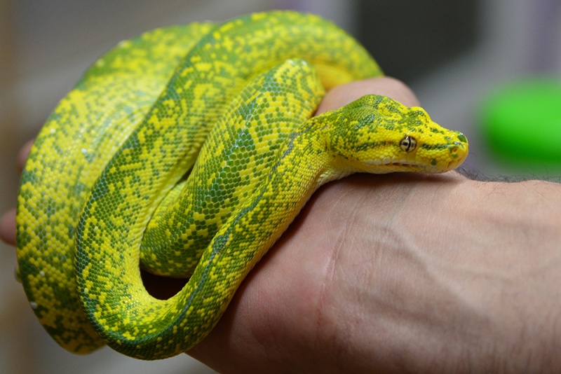 Morelia viridis High Yellow Dsc_2124