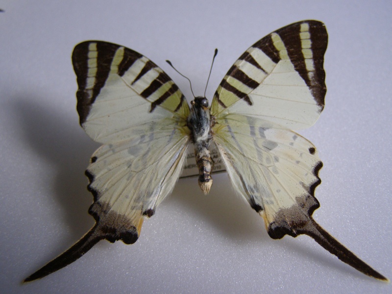 Papillon de Malaisie Graphium Antiphates P1010018
