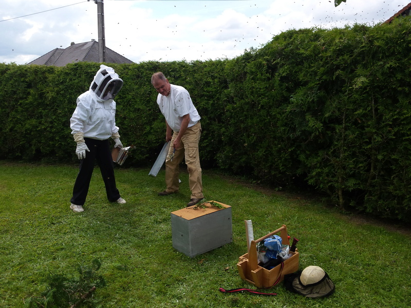 SAUVETAGE D UNE REINE ET DE SES OUVRIERES 20160619